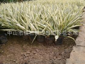 小蚌兰 中山理想园林绿化工厂区设计、施工、种植与养护一体化工程解析