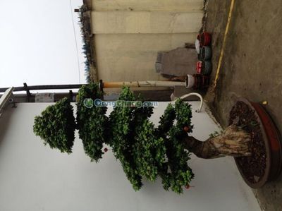 杭州欣怡园林绿化工程 专业打造绿色生态空间