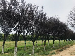 第一天 走进园林花木的神秘之地——探秘园林绿化工程设计及施工