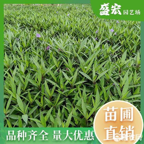 紫花翠芦莉 中山园林绿化中的灵动之选
