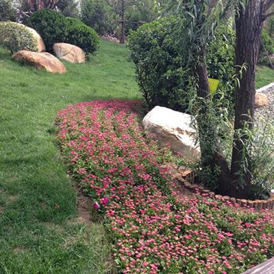 山东园林绿化工程设计及施工 融合传统与现代的生态艺术